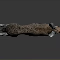 Running Brown And White Hare With Long Ears And Detailed Fur On Dark Background