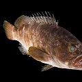 Modern Fish Grouper 3d model