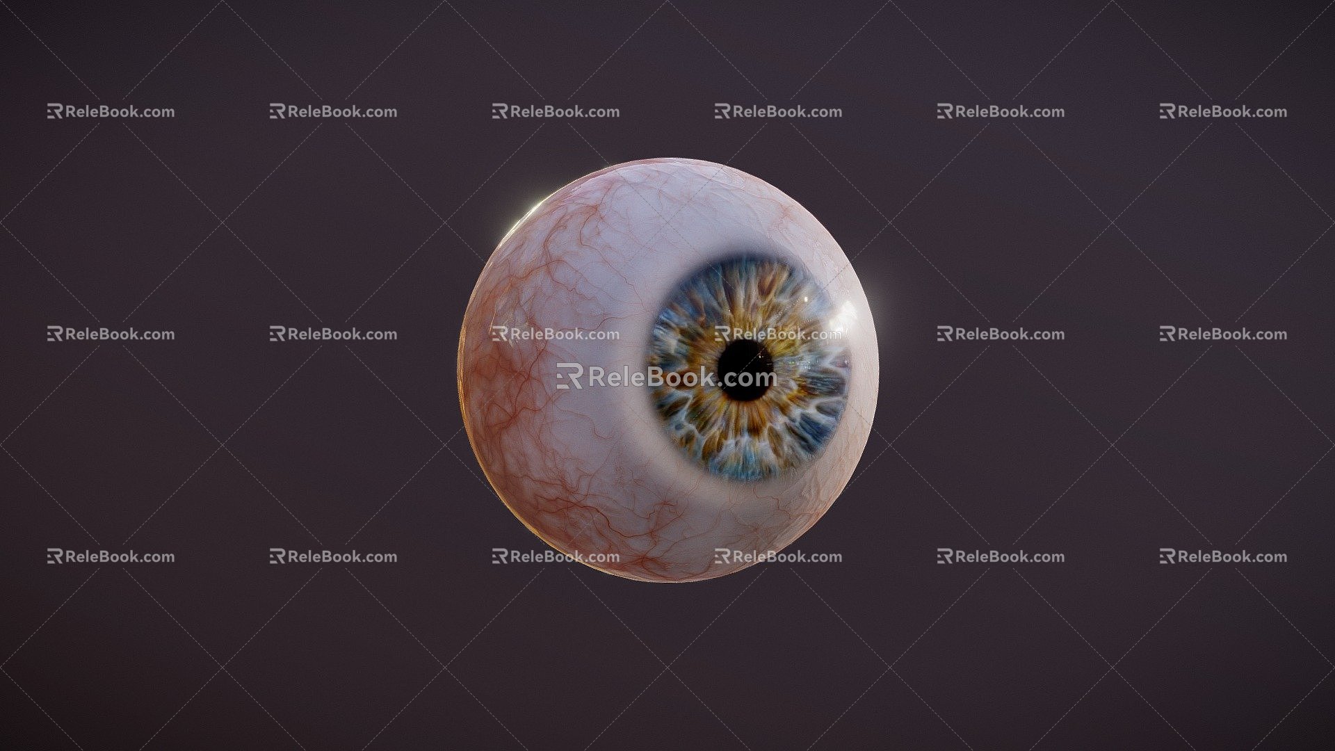 The modern eye of the human eye of Europeans 3d model