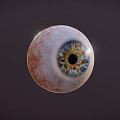 The modern eye of the human eye of Europeans 3d model