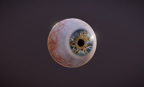 The modern eye of the human eye of Europeans 3d model