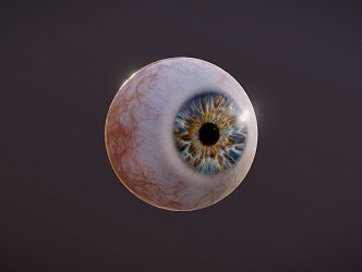 The modern eye of the human eye of Europeans 3d model