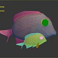 Orange Striped Fish With Large Eyes And Yellow Eye Rings Adult And Juvenile