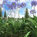 Purple Flowers and Green Leaves with Pine Trees Blue Sky White Clouds and Lake