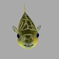 Green and Yellow Striped Puffer Fish in Marine Habitat with Big Eyes