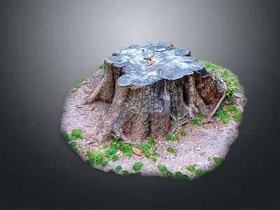 Natural Wooden Stump With Textured Surface And Stone Ground Surrounded By Green Moss 3d model