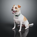 Brown and White Dog Sitting With Green Collar And Tag On Dark Reflective Floor