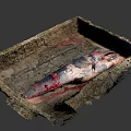 Ancient Square Pit Excavation Reveals Large Red White Fish Remains in Mud 3d model