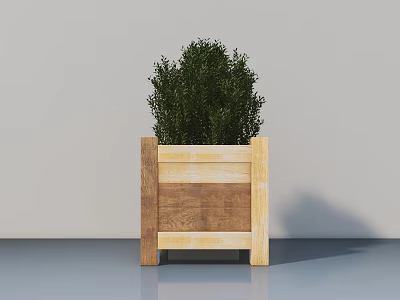 Bonsai Plant in Wooden Square Planter with Lush Green Foliage for Modern Indoor Decor 3d model