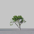 modeling tree 3d model