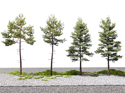 Four Tall Pine Trees In Outdoor Setting With Gravel Ground And Green Undergrowth 3d model