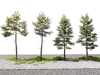 Pine Landscape Tree Cedar Red Pine Arbor 3d model