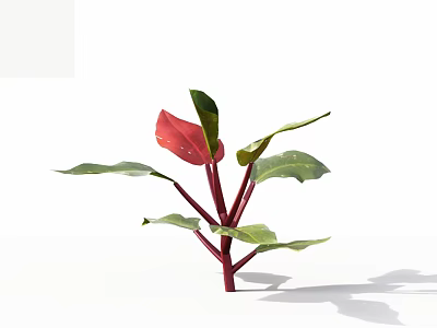 Small Vibrant Leafy Plant With Red And Green Leaves On Red Stems 3d model