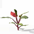 Small Vibrant Leafy Plant With Red And Green Leaves On Red Stems