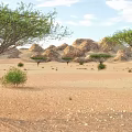 Vast Arid Desert Landscape With Rolling Sand Dunes And Sparse Trees Under Blue Sky