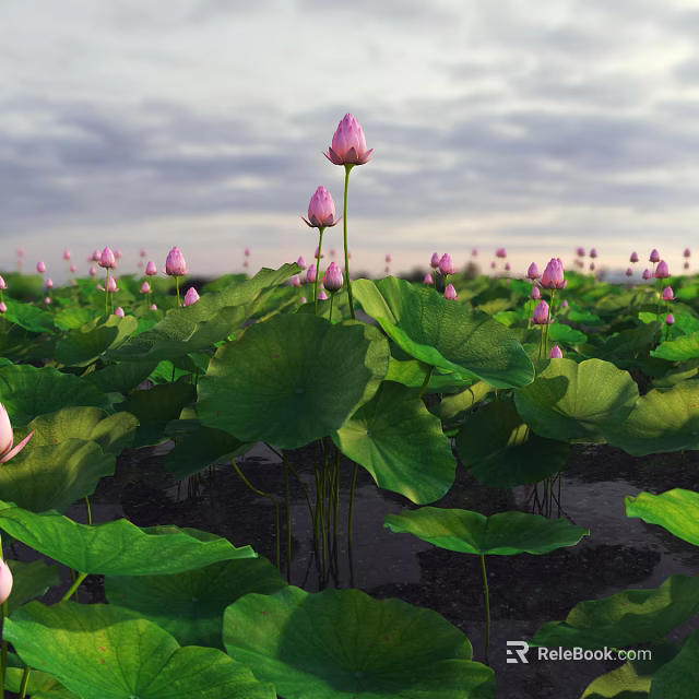 Many vibrant pink lotus buds with fresh green leaves in open field under gray sky 3d model 