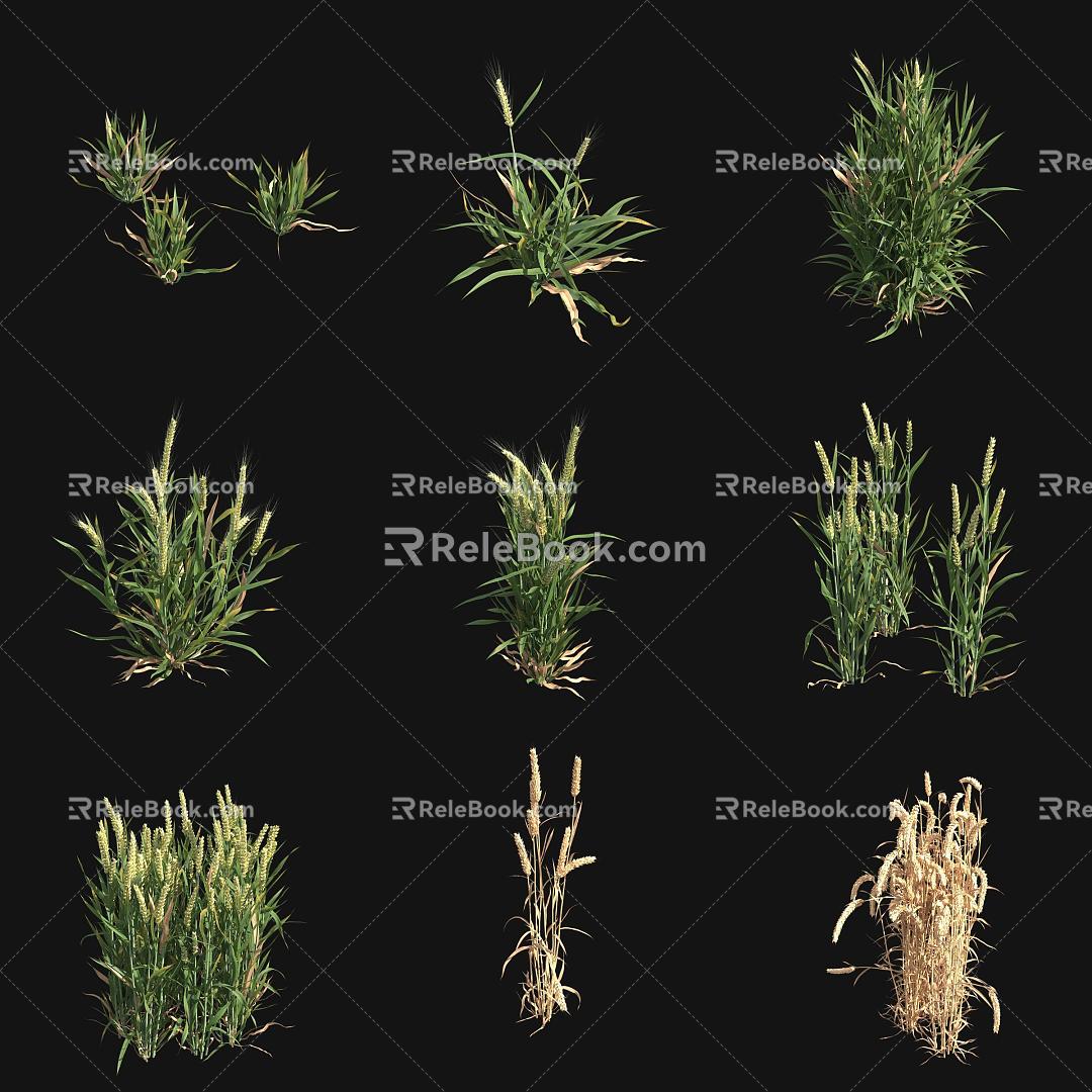 wheat wheat crop 3d model