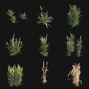 wheat crop 3d model