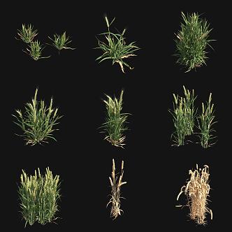 wheat crop 3d model