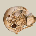 Human Skull Anatomical Structure With Detailed Bone Features And Texture