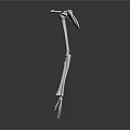 Detailed 3D Anatomical Human Arm Skeletal Model For Medical Education And Training