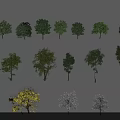 Various Arbor Trees with Yellow Pink Green Foliage in Garden Landscape