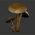 Natural Brown Mushrooms In Various Sizes With Round Caps And Long Stems