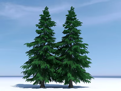 Two Tall Green Arbor Trees Standing In Snowy Ground With Blue Sky 3d model