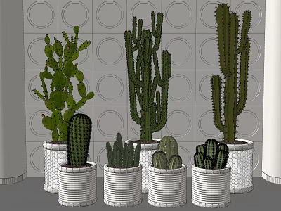 Indoor Cactus Plants In White Woven Pots Against Circular Patterned Wall 3d model