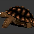 Realistic Turtle with Brown Black Textured Shell Green Eyes and Scaly Limbs on Dark Background 3d model