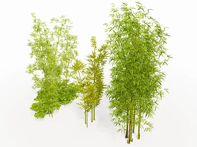 Various Tall Lush Green Bamboo Plants With Dense Leaves And Slender Stems 3d model