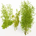 Various Tall Lush Green Bamboo Plants With Dense Leaves And Slender Stems