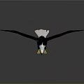 Majestic Eagle With Spread Black Wings White Head And Yellow Talons On Reflective Surface
