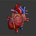 Anatomically Detailed 3D Rendered Human Heart Model With Colorful Vascular Structures