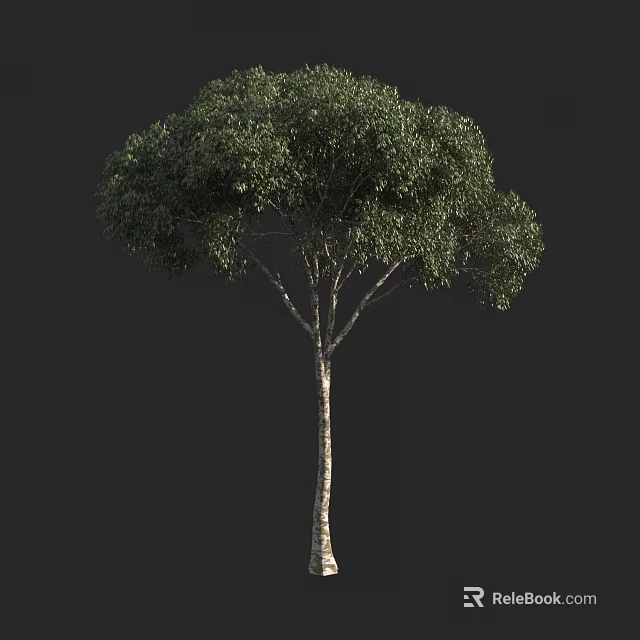 Arbor Tree With Lush Green Foliage And Light Colored Trunk On Black Background 3d model 
