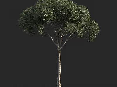 Arbor Tree With Lush Green Foliage And Light Colored Trunk On Black Background 3d model