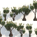 Diverse Arbor Trees Featuring Unique Trunk Shapes And Lush Green Foliage 3d model