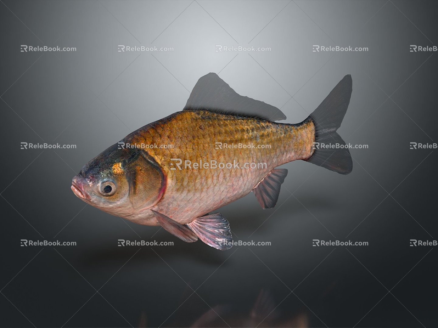 Catfish Carp Sturgeon Bass Freshwater Fish Various Carp Grass Carp Crucian Carp 3d model