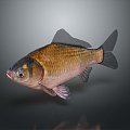 Catfish Carp Sturgeon Bass Freshwater Fish Various Carp Grass Carp Crucian Carp 3d model