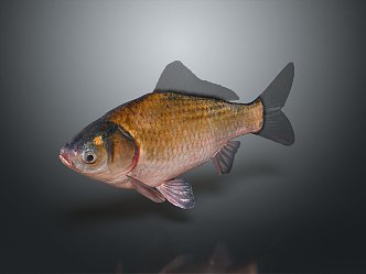 Catfish Carp Sturgeon Bass Freshwater Fish Various Carp Grass Carp Crucian Carp 3d model