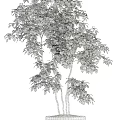 Lush Bonsai Plants With Green Foliage In Ceramic And Concrete Pots