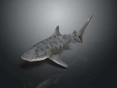 Realistic Striped Shark With Detailed Body And Fins On Dark Background 3d model