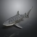 Realistic Striped Shark With Detailed Body And Fins On Dark Background