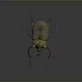 Realistic Horned Beetle With Brown Exoskeleton And Long Antennae On Dark Background