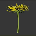 Vibrant Yellow Flower With Bright Yellow Petals And Green Stem Against Dark Background