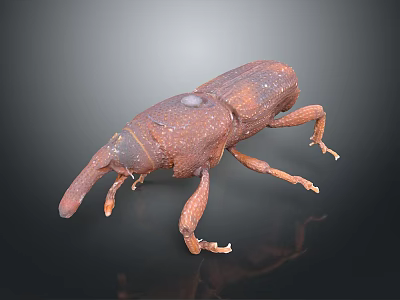 Brown Beetle With Long Snout Detailed Body Close Up View On Dark Background 3d model