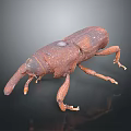 Brown Beetle With Long Snout Detailed Body Close Up View On Dark Background