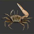 Brown Crab With Raised Large Claw On Dark Background Showing Clear Reflection