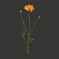 Orange Cosmos Plant with Three Buds Green Stems and Leaves on Dark Background