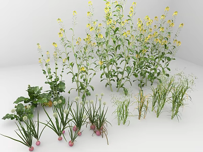 Growing Various Vegetables Including Leafy Greens Root Vegetables And Flowering Plants 3d model
